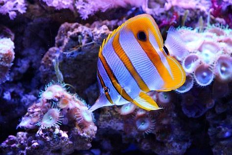 4,000+ Underwater Pictures and Images in HD - Pixabay Fish Infographic, Ikan Air Tawar, Saltwater Aquarium Fish, Reef Tanks, Saltwater Fish Tanks, Butterfly Fish, Air Tawar, Home Aquarium, Saltwater Tank