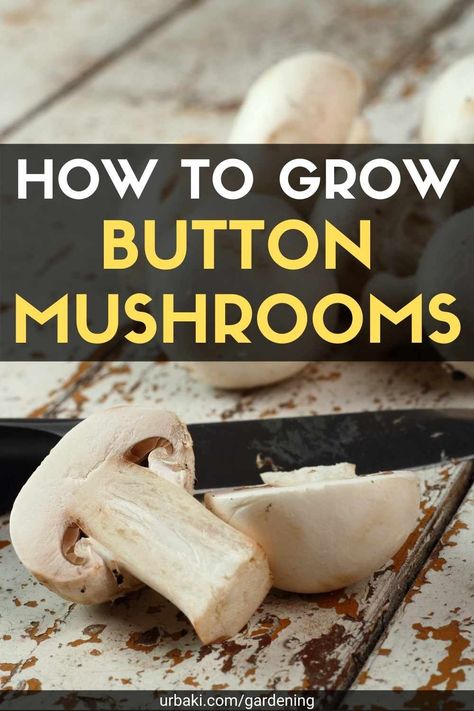 How To Build A Mushroom Grow Room, How To Grow Portabella Mushrooms, Homegrown Mushrooms, Mushroom Growing At Home, Mushroom Farming, Farm Orchard, Mushroom Guide, Grow Mushrooms, Growing Mushrooms At Home