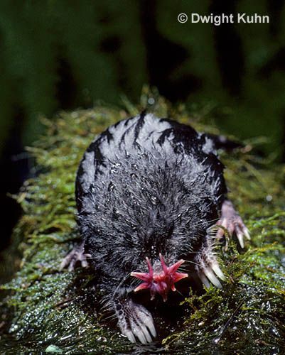 MB17-005x Star-nosed Mole - resting after a swim - Condylura cristata Diving Into Pool, Star Nosed Mole, Landscape Wedding, Mole Rat, Photography Genres, Animal Antics, Stamp Projects, Weird Creatures