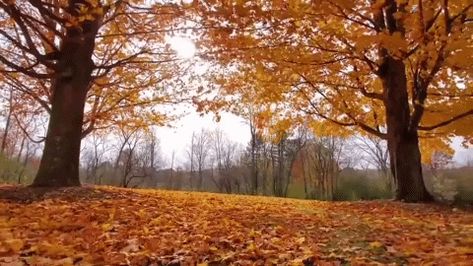 via GIPHY Fall Gif, Autumn Gif, Falling Gif, Scene Gif, Fall Banner, Photo Club, Banner Gif, Soft Autumn, Aesthetic Gif