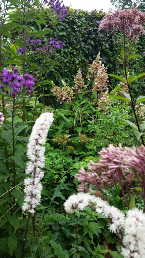 Actaea pink spike. Vernonia.  Hydrangea wims red. Plant Combinations, Hydrangea, Plants, Red, Pink