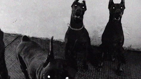 Doberman Aesthetic Rich, Underdog Aesthetic, Doberman Photoshoot, Hell Hounds, Cat References, Winter Shoot, Black Dogs, Dog Aesthetic, Doberman Puppy