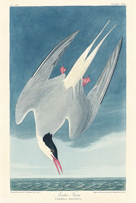 Arctic Tern from Birds of America (1827) by John James Audubon (1785 - 1851), etched by Robert Havell (1793 - 1878). The original Birds of America is the most expensive printed book in the world and a truly awe-inspiring classic.  Free public domain | www.rawpixel.com Arctic Tern, Audubon Birds, Bird Migration, James Audubon, Birds Of America, Gold Poster, John James Audubon, Paul Cezanne, Scientific Illustration