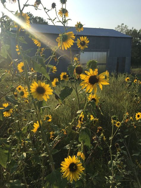 Native (Kansas) Wildflower: Wild Sunflower (50 seeds) | The Buffalo Seed Company Wild Sunflowers, Wild Sunflower, Wild Harvest, Late Fall, Seed Company, The Buffalo, Early Spring, Kansas, Nativity