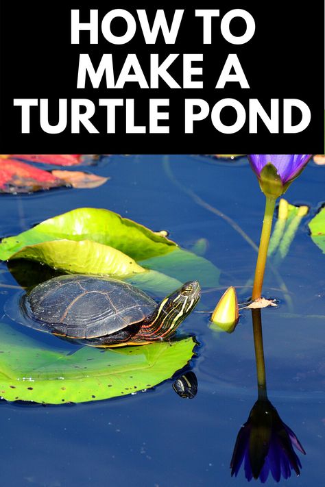 Turtle Ponds Backyard Diy Cheap, Turtle Pond Ideas Outdoor, Turtle Ponds Backyard, Frog Ponds Backyard, Turtle Ponds Backyard Diy, Turtle Pond Ideas, Backyard Turtle Pond, Outdoor Turtle Pond, Water Farming