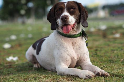 The Spreagle is a Springe Spaniel and beagle mix, combining the best of both hunting worlds. Spaniel Breeds, Cheap Dogs, Beagle Mix, Most Popular Dog Breeds, English Springer, Beagle Puppy, Mixed Breed Dogs, Popular Dog, Springer Spaniel