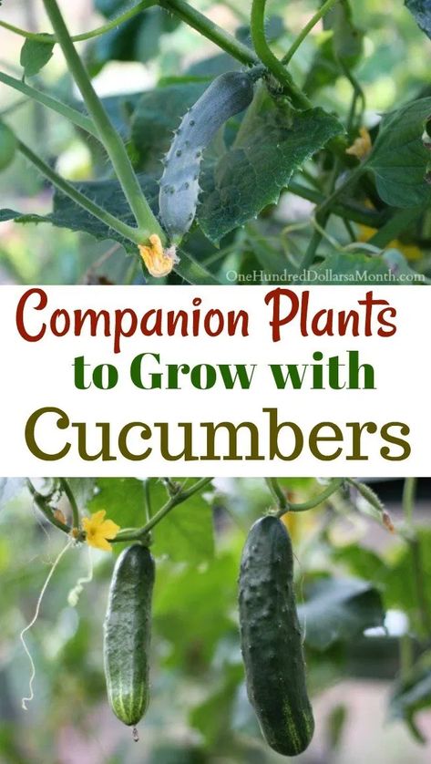 9 Companion Plants to Grow with Cucumbers - One Hundred Dollars a Month Cucumber Companion Plants, Cucumber Gardening, Companion Gardening, Garden Companion Planting, Cucumber Plant, Growing Cucumbers, Companion Plants, Garden Vines, Plants To Grow