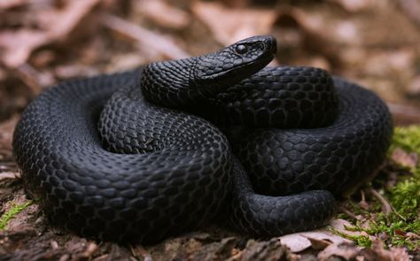 Black Mamba Snake, Viper Snake, Snake Venom, Beautiful Snakes, White Snake, Tiger Tattoo, Reptiles And Amphibians, Black Mamba, Amphibians