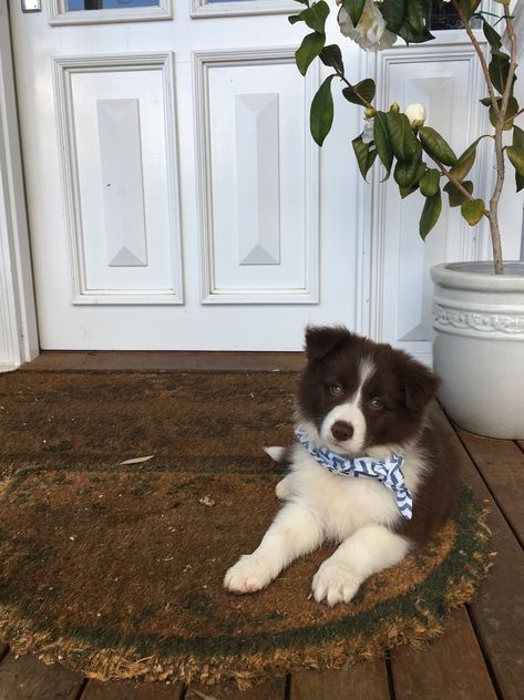 Border Collie Puppy Aesthetic, Chocolate Border Collie, Diy Bookshelf Design, Puppy Aesthetic, Chocolate Dog, Border Collie Puppy, White Border Collie, Collie Puppy, Shih Poo