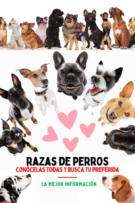 razas de perros Mexican Dog Breeds, Mini Pinscher, Spaniel, Dachshund