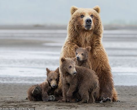 Bear And Cub Tattoo Mothers, Mother Bear And Cubs Tattoo, Bear With Cubs, Male Bear, Mother Bear And Cubs, Bear Cubs Playing, Kodiak Island, Big Cat Family, Mother Bear