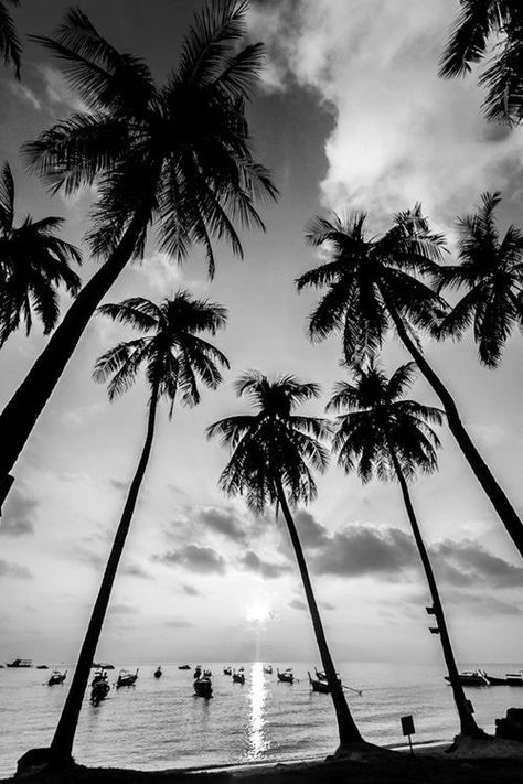 Black and white palm print Phi Phi Island Thailand, Black And White Beach, Phi Phi Island, Have Inspiration, Black And White Pictures, Beach Photos, Beach Photography, White Photography, Black And White Photography