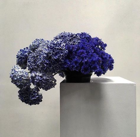 Hump Day inspiration ✌🏼beyond beautiful blooms by @doctorcooper | the most spectacular flower, foliage, fruit and plant action every single time. More on the #KKBlog today 🌱 #kateandkate #kkinspiration Studio Mondine, Blue Flower Arrangements, Modern Florals, Happy Wedding Day, Flower Installation, Bouquet Arrangements, Table Flowers, Happy Wedding, Beautiful Blooms