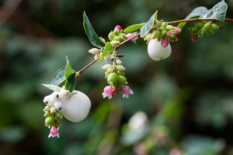 How to grow a snowberry bush Symphoricarpos Albus, Ornamental Shrubs, Berry Plants, Planting Tools, Wildlife Gardening, Fruit Seeds, Tomato Seeds, Organic Seeds, Herb Seeds