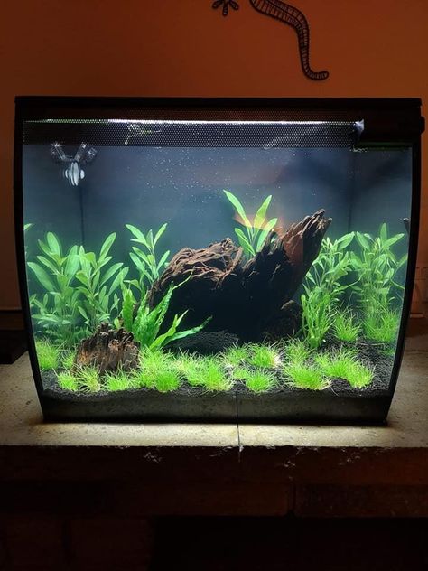 Fluval Flex 9 Gallon Aquascape, Fluval Flex Aquascaping, Aquascape Design, Fresh Water Fish Tank, Nano Aquarium, Aquarium Landscape, Aquarium Ideas, Aquascape Aquarium, Background Ideas