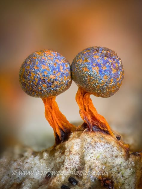 Macro Fotografia, Fantasy Fields, Strange Plants, Slime Mold, Microscopic Photography, Mushroom Pictures, Slime Mould, Lichen Moss, Mushroom Fungi