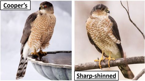 12 Types of Hawks That Live in California! (2022) - Bird Watching HQ Cooper Hawk, Types Of Hawks, Hawk Species, Red Tail Hawk, Northern Goshawk, Sharp Shinned Hawk, Cooper's Hawk, Living In Colorado, Red Tailed Hawk