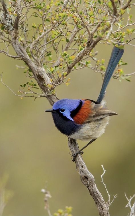 Blue-breasted Fairywren Blue Wren, Australian Birds, Wildlife Conservation, Nature Photographs, Cute Birds, Vancouver Island, Wren, Bird Art, Wildlife Photography