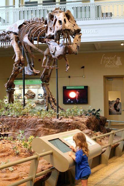 The Dinosaurs in Their Time exhibit at the Carnegie Museum of Natural History is the first permanent exhibit in the world to feature scientifically accurate environments from the age of the dinosaurs! #kidsburgh #lovepgh Ancient Petroglyphs, Childrens Museum Exhibits, Dinosaur Stuff, Fossil Museum, Church Design Architecture, Dinosaur Exhibition, Dinosaur Museum, Dinosaur Age, No Time Like The Present