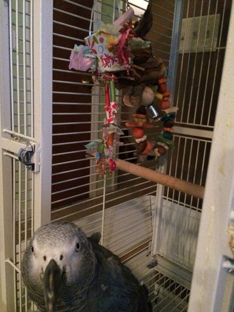 Here you go, Ming. African Parrot, Timneh African Grey, Parrot Facts, Budgie Cage, Congo African Grey, Bird Cage Accessories, Bird Accessories, Parrot Cage, Macaw Parrot