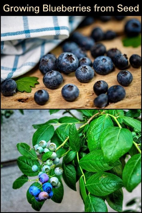 Blueberry Bushes Growing, How To Grow Blueberries From Seed, Growing Blueberries From Seed, Growing Blueberry Bushes In Containers, Grow Blueberries From Seed, Growing Blueberries Bushes, Grow Blueberries From Fruit, How To Grow A Blueberry Bush From A Blueberry, Growing Cherry Trees