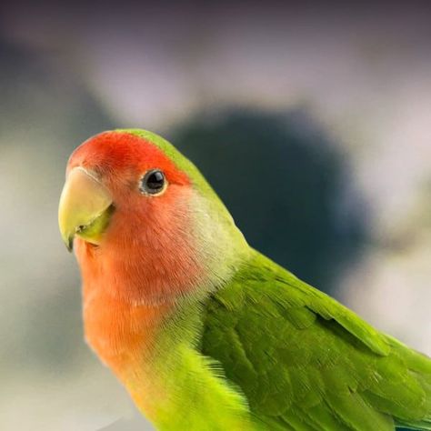 Small Talking Birds | 9 Best small birds that talk | Hutch and Cage Parrot Care, Love Birds Pet, Pet Wellness, Parrot Toys, Love Bird, Pet Bird, Exotic Birds, Colorful Birds, Small Birds