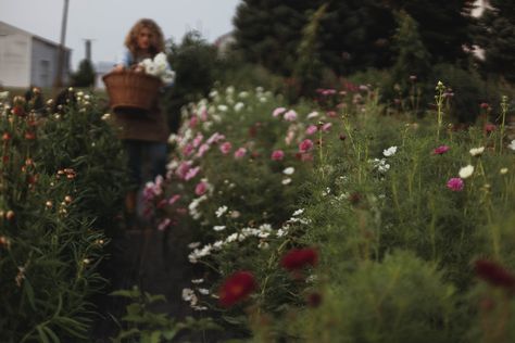 My Cut Flower Garden: Cosmos Cosmos In Garden, Field Of Cosmos Flowers, Garden Cosmos Flower, Pink Cosmos Flowers, Harvesting Cosmos Seeds, The Found Cottage, Easiest Flowers To Grow, Perfect English, English Cottage Garden