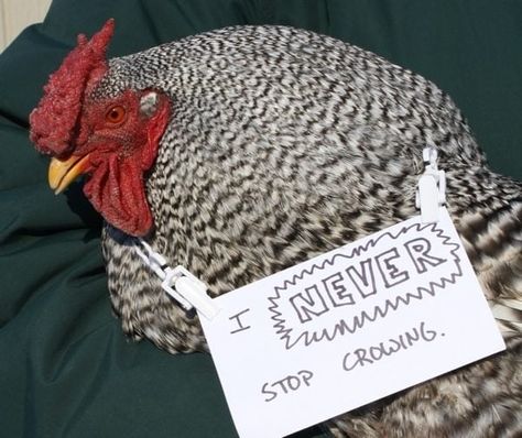 Chicken Shaming :D | BackYard Chickens - Learn How to Raise Chickens Chicken Shaming, Chicken Memes, Dog Shaming Funny, Pet Shaming, Teach Dog Tricks, Cat Shaming, Animal Shaming, Cultural Revolution, Dog Shaming