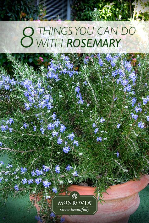 Ways To Use Rosemary, What To Plant With Rosemary, Rosemary Bush Landscaping, Things To Do With Rosemary, Rosemary Plant Landscaping, What To Do With Rosemary, Recipes With Rosemary, Flowering Rosemary, Rosemary Ideas