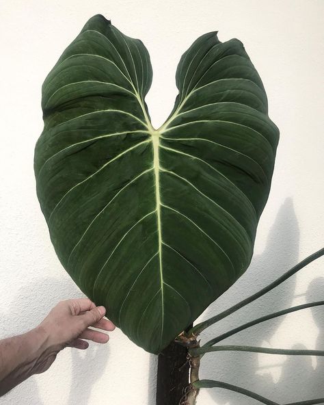 Philodendron Gigas, Philodendron Glorious, Plant Wishlist, Plant Leaves, Home And Garden, Plants, On Instagram, Instagram, Design