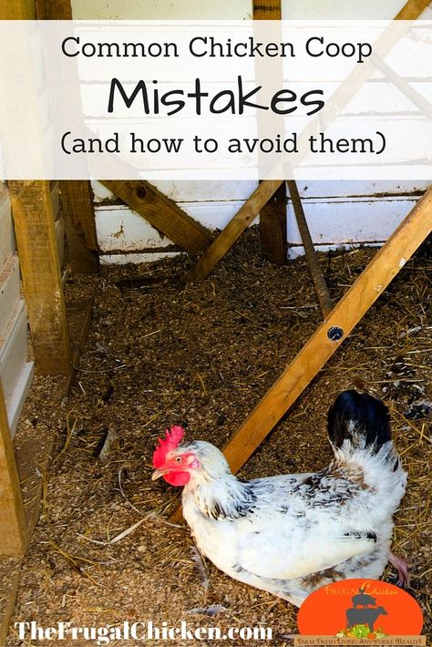 Don't make these mistakes. Here's what your chicken coop should contain (and what it shouldn't). Homestead Livestock, Broody Hen, Chickens Coop, Backyard Homestead, Portable Chicken Coop, Chicken Coup, Chicken Care, Chicken Life, Chickens And Ducks