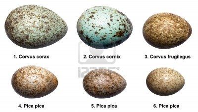 Crow Family, Egg Photo, Jackdaw, Crows Ravens, Bird Eggs, The Egg, Bird Nest, Crows, Ravens