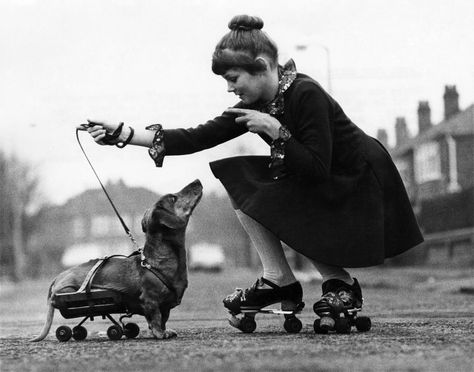 Vintage Dog Photos, Vintage Dachshund, Disabled Dog, Weenie Dogs, Airedale Terrier, Love Posters, Dachshund Love, Weiner Dog, Roller Derby