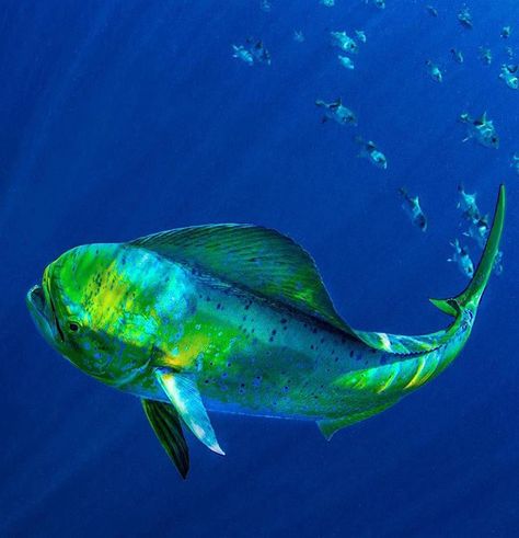 Dolphin Fish Mahi Mahi Fish, Blue Marlin Fish, Ocean Habitat, Mahi Fish, Fish Gallery, Sea Mammal, Big Game Fishing, Fish Artwork, Salt Water Fishing