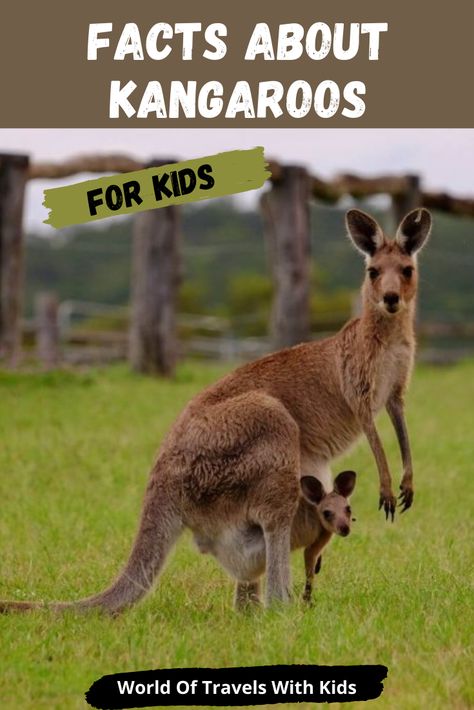 Kangaroo Facts For Kids, Kangaroo Facts, Animal Quiz, Animal Lessons, Sloth Art, Australia Photos, Kids Around The World, Facts For Kids, Animal Facts