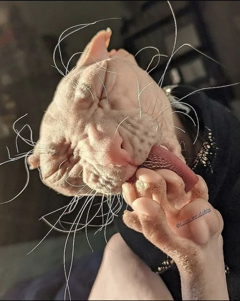 Cute Hairless Cat, Derpy Cats, Cute Cat Memes, Sphinx Cat, Cat Hug, Cute Rats, Hairless Cat, Funny Cats And Dogs, Sphynx Cat