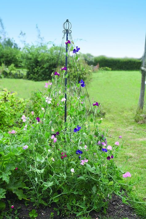 Do you want a beautiful and practical vegetable garden? Take a look at our Garden Maypole Plant Support suitable for all climbing plants and veg. Follow the link in bio to find out more... | gardening advice | plant support | growing beans | growing sweet peas | growing flowers | Runner beans | vegetable garden | garden obelisk| gardening hacks | #organicgardener #allotmentlife Sweet Peas Growing, Peas Growing, Garden Trellis Ideas, Garden Planning Layout, Growing Sweet Peas, Trellis Ideas, Garden Obelisk, Vegetable Garden Planning, Runner Beans