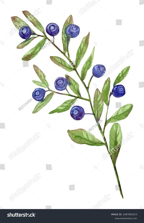 Blueberry Branch Leaves Berries Ripe Wild Stock Illustration 2497004313 | Shutterstock Berries Drawing, Blueberry Branch, Branch Leaves, Twitter Banner, Science Signs, Crop Image, Schedule Design, Color Palette Generator, Holiday Illustrations