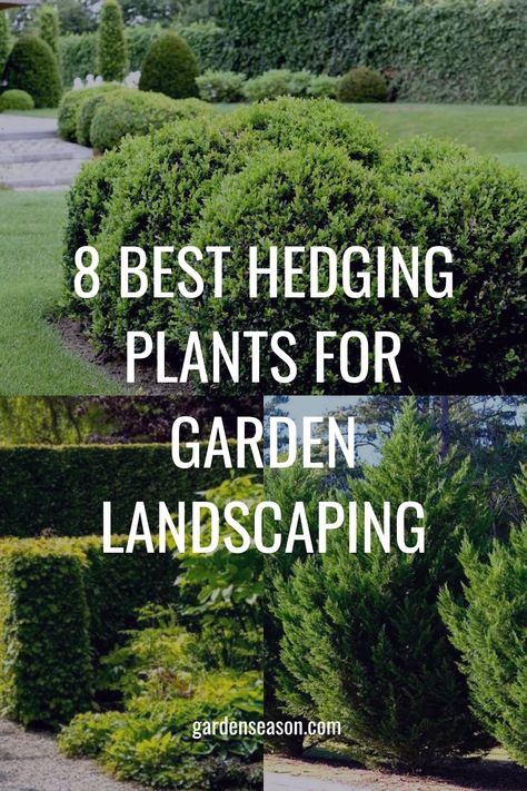 Hedged Garden Ideas, Best Plants For Hedges, Yew Hedge Border, Yew Hedge Front Garden, Backyard Hedges Landscaping Ideas, Hedging Plants Australia, Small Hedges Border, Hedge Garden Ideas, Hedge Plants Landscaping Ideas