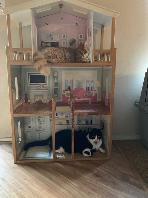 My granddaughters doll house is a favorite place for the cats to sleep Dollhouse Bedroom Ideas, Cat Doll House, Hippie Room, Cat Pictures For Kids, Beautiful Cats Pictures, Dollhouse Bedroom, Hippy Room, Lush Bath, Pictures Of Cats