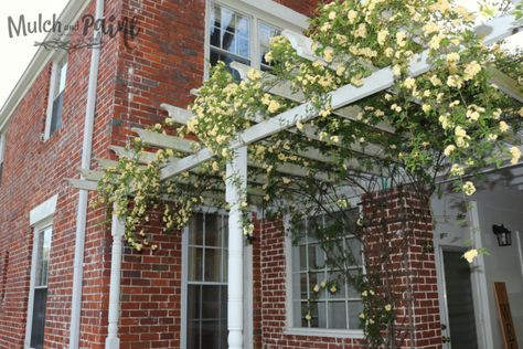 Rose Trellis On House, Lady Banks Climbing Roses Trellis, Lady Banks Rose Trellis, Lady Banks Climbing Roses, Fern Landscape, Dream Landscaping, Iceberg Climbing Rose, Climbing Roses Trellis, Lady Banks Rose