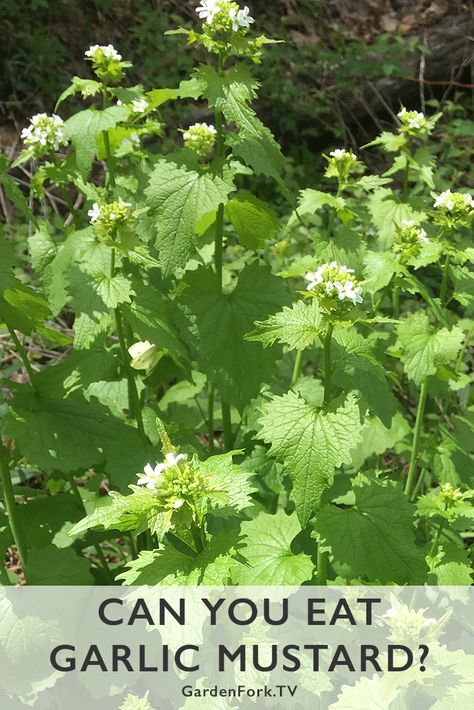 Wild Mustard Plant, Garlic Mustard Plant, Mustard Seed Plant, Oregon Plants, Herb Identification, Purslane Recipe, Spring Foraging, Learning Herbs, Medicinal Wild Plants