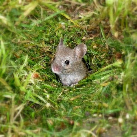 Hallo kleines Mäuschen, immer fein Aussicht halten. Du weißt schon wegen den bösen Feinden!!! Grey Mouse, Cinderella Mice, Mouse Illustration, Pet Mice, Animals Cute, Little Critter, Hive Mind, Cute Mouse, Woodland Creatures