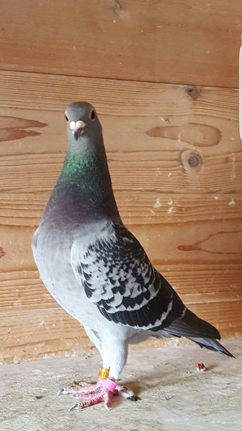 Peagons Bird, Pegion Bird Aesthetic, Pigeon Reference, Sleeping Pigeon, Pigeon Photography, Fantail Pigeon, Racing Pigeon Lofts, Pigeons For Sale, Pigeon Art