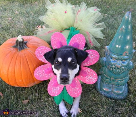 Flower Puppy Costume Diy Dog Flower Costume, Dog Flower Costume, Flower Costume Diy, Puppy Halloween Costumes, Caterpillar Costume, Halloween Costumes 2014, Puppy Costume, Flower Costume, Diy Dog Costumes