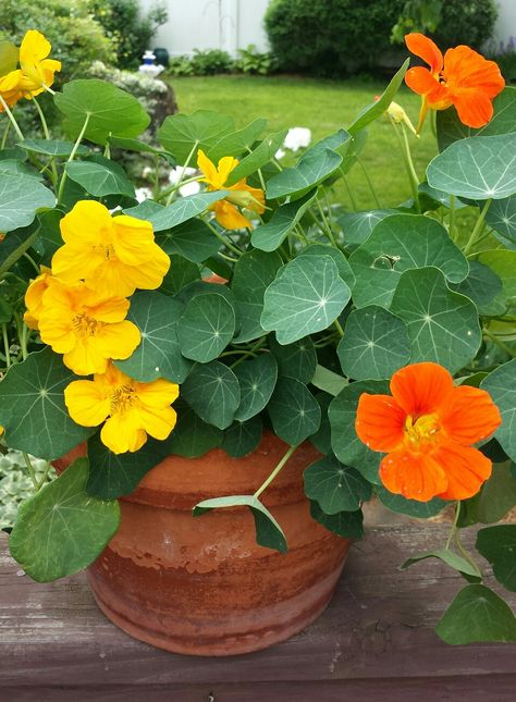 Nasturtiums Potted Nasturtium, Strawberry Pots, Flower Pictures, Candle Making, My Flower, Front Yard, Container Gardening, Gardening Tips, Florist