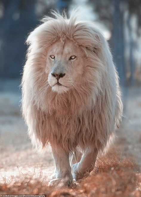 Majestic white lion with immaculate head of hair is a hit at South African wildlife sanctuary  | Daily Mail Online Wallpaper Lion, Aesthetic Animals, Tattoo Lion, Lion Photography, Lion Drawing, Beautiful Lion, Lions Photos, Lion Wallpaper, Lion Painting