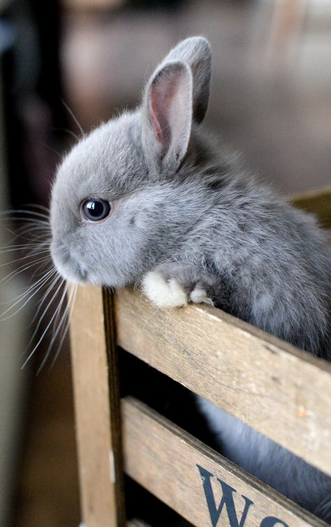 Baby Animals Pictures, Pet Bunny, Bunny Pictures, Baby Animals Funny, Fluffy Animals, Cute Animal Photos, Baby Bunnies, Cute Animal Pictures