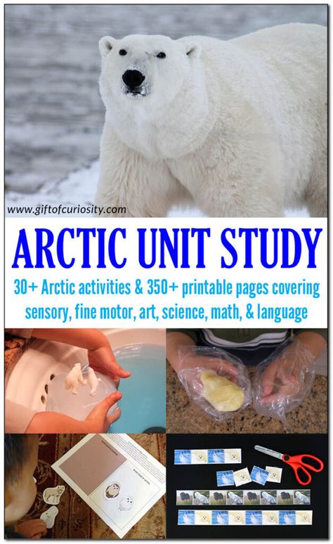 Arctic Unit Study with 30+ activity ideas, suggested books and videos, plus more than 350 pages of printable materials and activities for your Arctic Unit. Great for kids in preschool through grade 2. #Arctic #Polar #ArcticUnitStudy #GiftOfCuriosity || Gift of Curiosity Polar Bear Unit Study, Artic Activities For Kids, Arctic Habitat Project For Kids, Polar Habitat, Arctic Activities, Arctic Animals Activities, Arctic Animals Preschool, Arctic Habitat, January Ideas