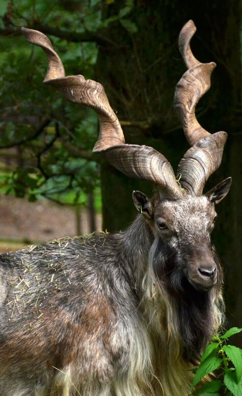 The Markhor is an animal with screw shaped horns Animals With Horns, Long Horns, National Animal, A Goat, Unusual Animals, Rare Animals, Majestic Animals, On The Ground, Animal Planet